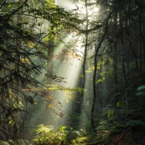 High-level digital art of morning sun rays through a misty forest, Minto.Gold Ambassador Status artwork, $120 community growth plan art acquisition, ethereal white and green landscape photography style, transparent community rewards asset.